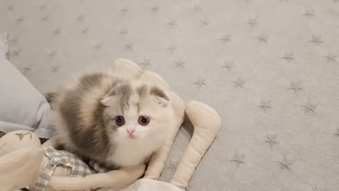 THE MOST CUTE KITTY