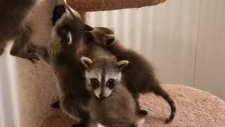 Rescued Baby Raccoons are Ready to Eat