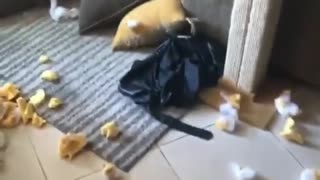 Guilty pup creates fantastic mess while owner was away