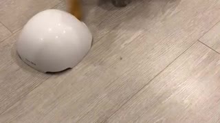 Adorable kitten plays with fox tail toy