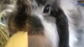 Cute bunny eating an apple