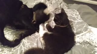 crazy dog plays with cat