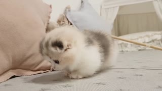 very cute kitten playing S2