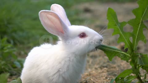 white rabbit grass eating
