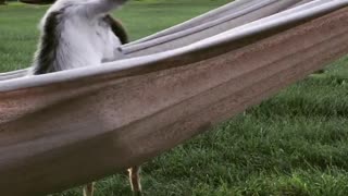 Cute baby goat chills out on hammock