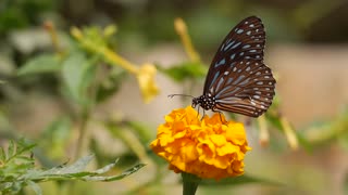 Beautiful butterfly sucking nectar of flower | looks so amazing