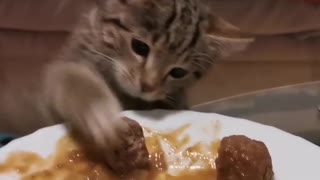 Hungry kitten steals meatball from plate