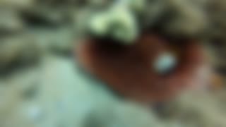 Playing Hide and Seek with Octopus