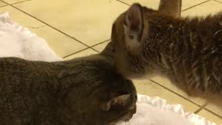 Little fawn gives a cat an adorable tongue bath
