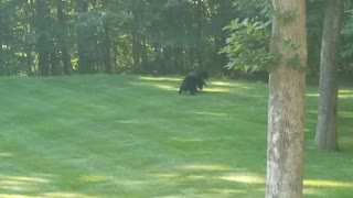 Bears Use Backyard as Wrestling Arena