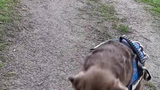 Labrador doesn't know how to catch