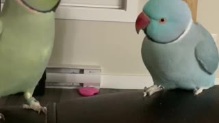 Parrot brothers kiss and talk to each other