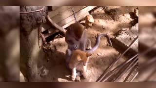 Funny fight cat and monkey