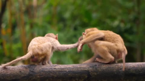 Funniest Monkey - cute and funny monkey videos 😂