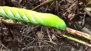 Caterpillar Garden Murderer