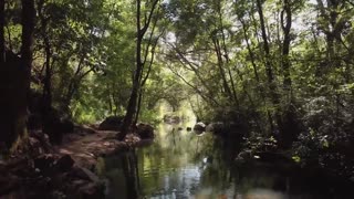 Nature Relaxation Video| Rain Sound| rain forest |Nature sounds for relaxing |Rain Forest
