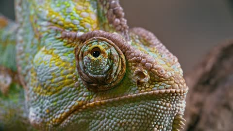 Close_up Footage Of A Chameleon Right Eye