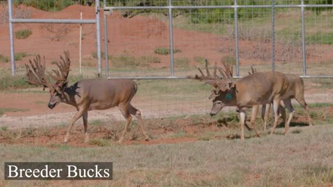 Deer Breeding at G2 Ranch