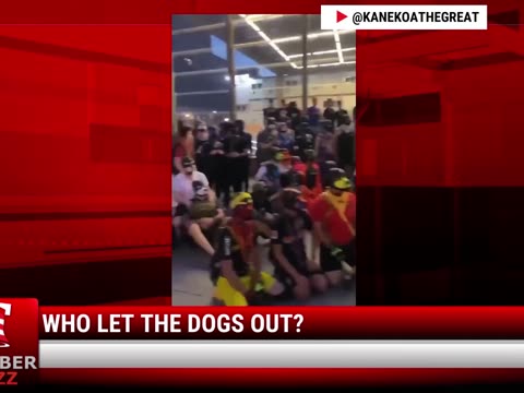 Watch: Who Let The Dogs Out?