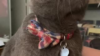 Cat's Sensitive Spot Makes Him Lick the Air