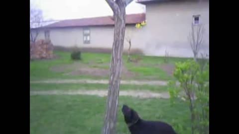 Clever dog climbing up a tree for the ball