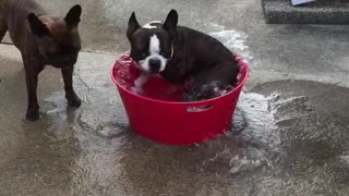 French Bulldog creates his own mini whirlpool