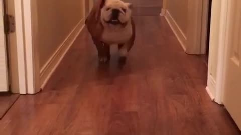 Gerald the Bulldog does the Get Out Challenge