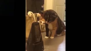 Watch These Silly Cats!