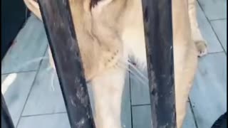 Shake hands with the lions