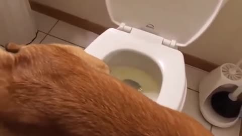 Incredibly Smart Dog Using The Toilet