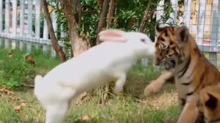 Rabbit playing with a little tiger.