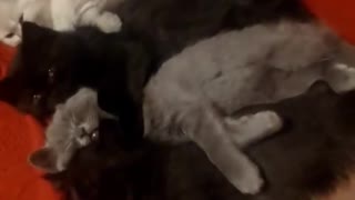 4 kittens sleep together