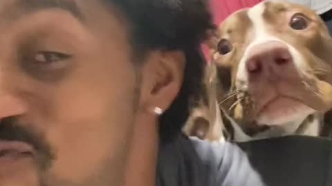 Dog's reaction to seeing its owner barking at him