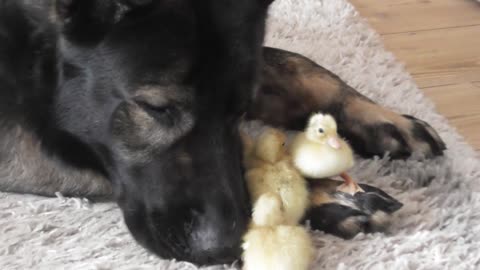 Gentle German Shepherd naps with sweet newborn ducklings