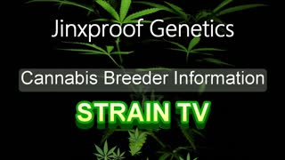 Jinxproof Genetics - Cannabis Strain Series - STRAIN TV