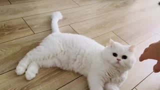 white yawning cat