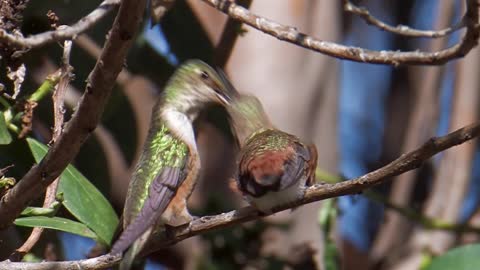 Mother hummingbird feeds aggressive youngster