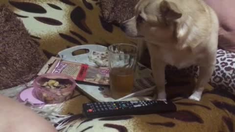 Dog brazenly lapping beer from a glass