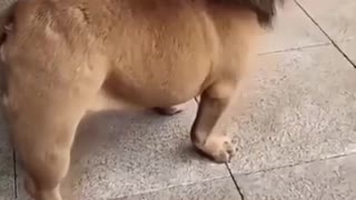 Funny cute dog video 2021