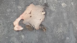 Wasp caught eating fresh meat