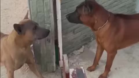 Not so brave dogs