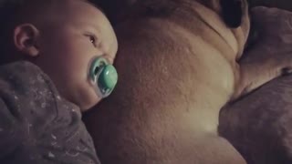 Best friends forever: Baby and pug share very special bond