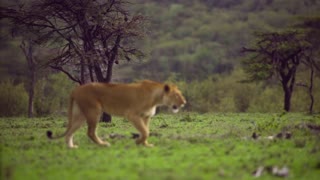 Lioness Walking Through Scrubland 02