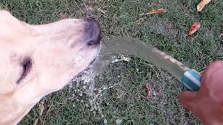Slow motion video of a dog drinking water from garden pipe.