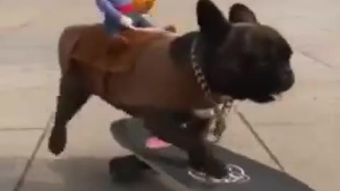 The dog skateboarded just as well as the pros
