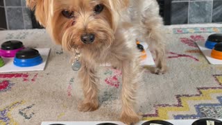 Yorkie Lets Mom Know He Is Mad About No Extra Treats