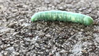 Caterpillar walk