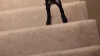 How My Dog Goes Down Stairs