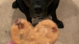 Dog Scarfs Down Important Cookie