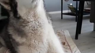 Happy malamute sings along with owner
